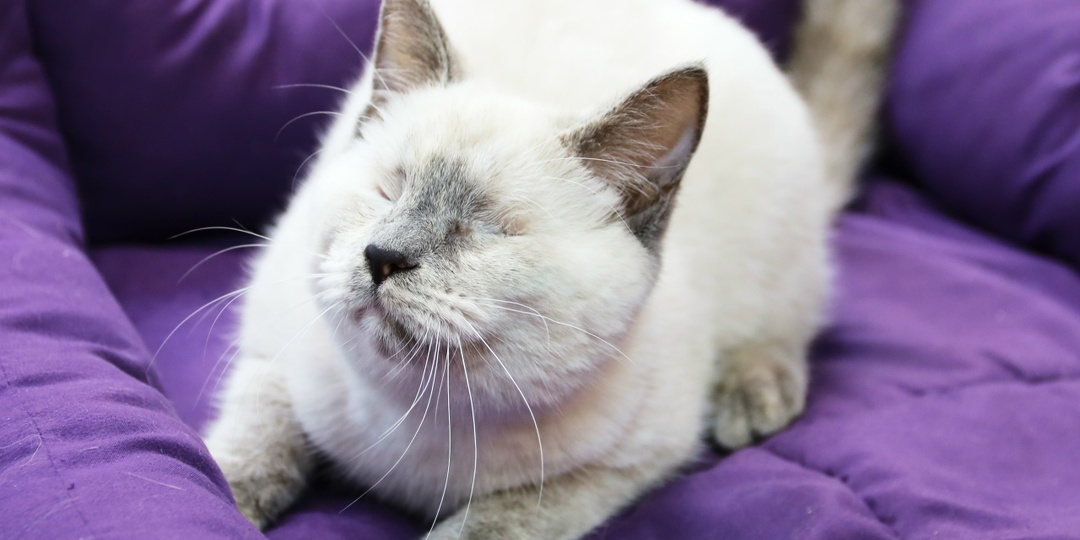 Не видят глазами, но чувствуют сердцем. Две особенные сестрички ищут дом!