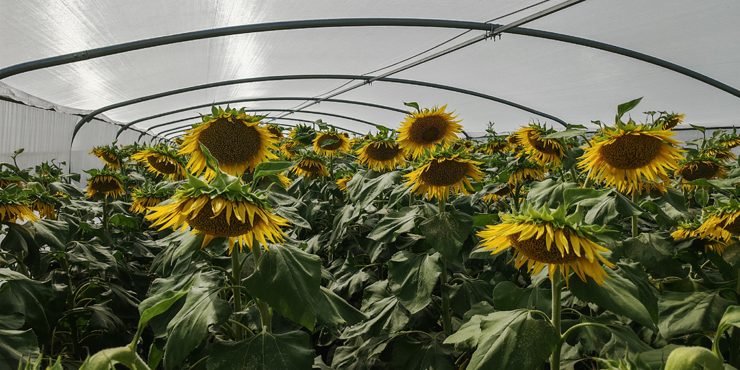 Подсолнечник -наше все !