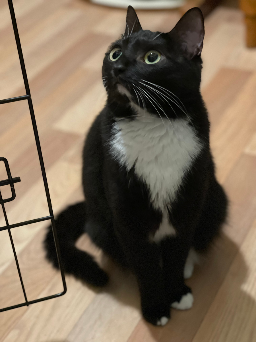 Кошка Полли, 3 года, здорова, привита, стерилизована, ждёт дом, +7 903-266-04-05