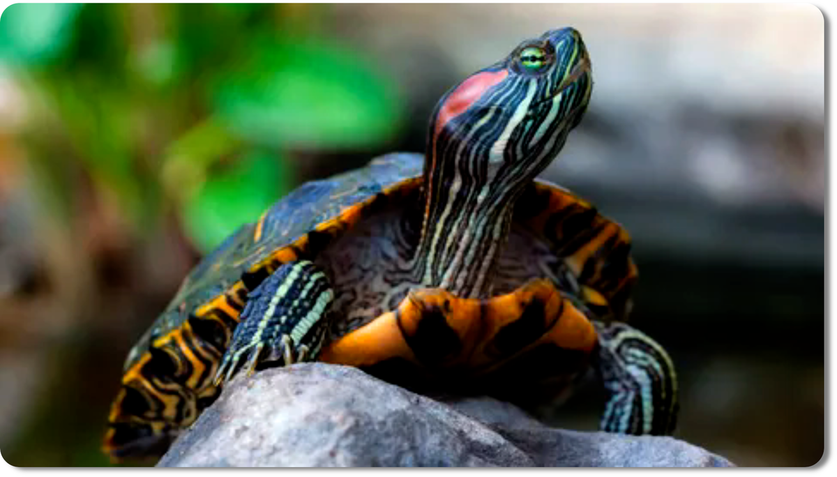 Красноухая черепаха , известная как красная ушастая черепаха, - это очаровательный обитатель пресных водоемов