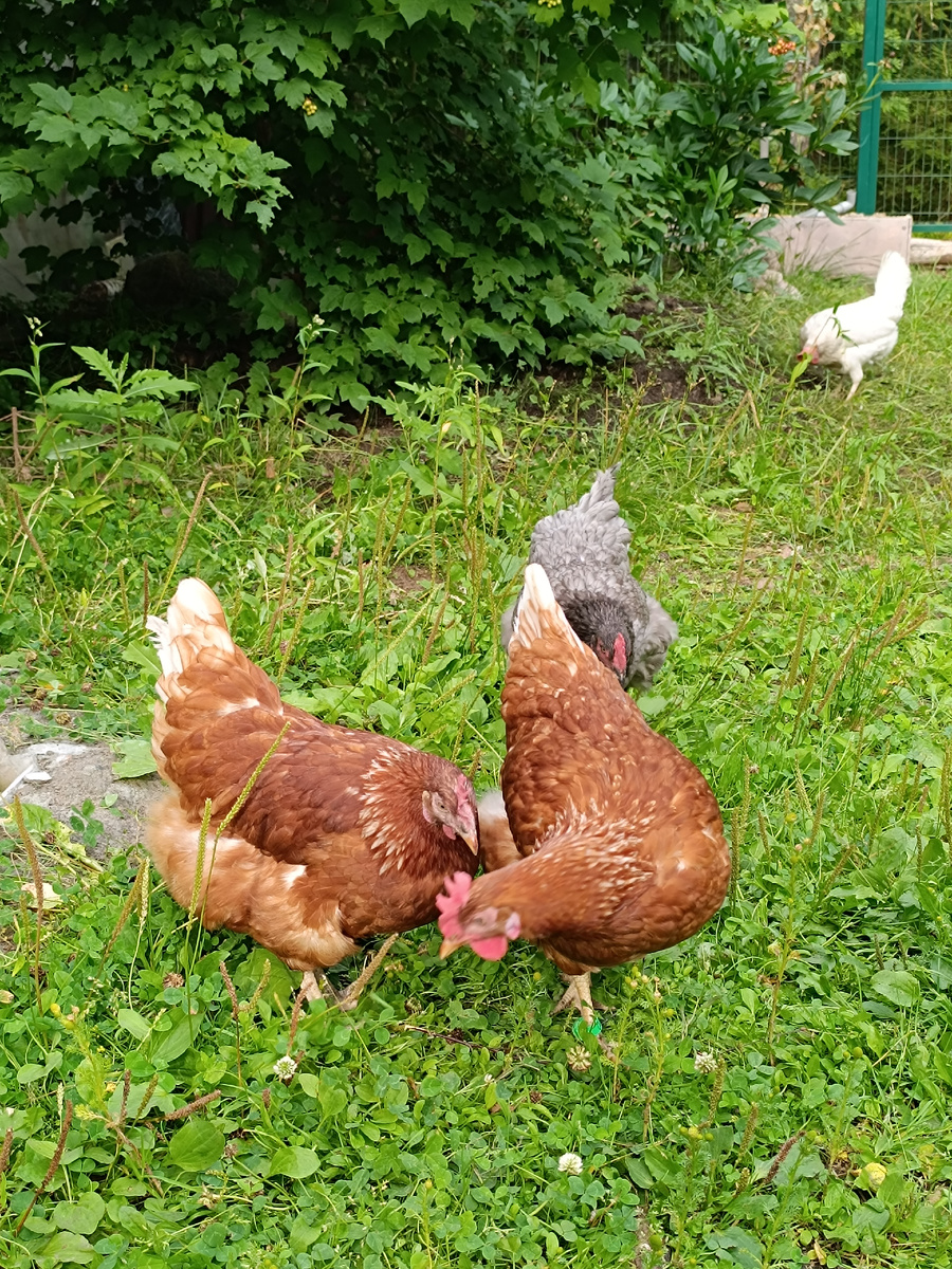 Зелень на расхват.