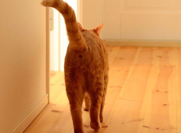 Действительно ли рыжие коты бесстыжие. Разбираемся в феномене рыжих котов ( и наслаждаемся просмотром 20 забавных снимков)