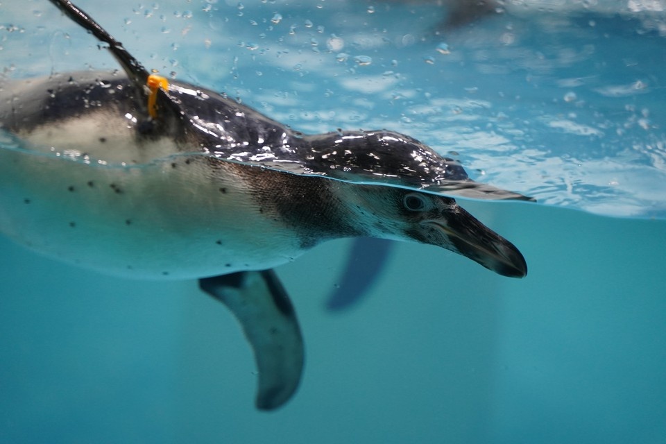    Пингвины уже перешли на стандартный рацион питания. Светлана МАКОВЕЕВА