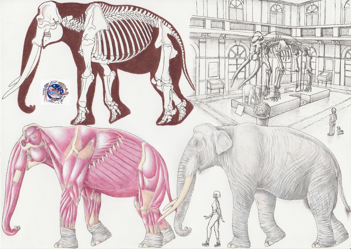 Рис 2 Тут изображены схема скелета, анатомия мышц и реконструкция взрослого самца Palaeoloxodon antiquus; для сравнения представлено изображение человека.Размер изображённой особи (около 4 метров в холке и весом почти 15 тонн) основан на оценках размеров первого экземпляра из Поджо дель Галло; более крупные особи известны по палеонтологической летописи, что делает его одним из крупнейших известных наземных млекопитающих.Чёрно-белый рисунок в правом верхнем углу изображает первый скелет слона из Поджо дель Галло в главном зале Музея естественной истории Генуи.