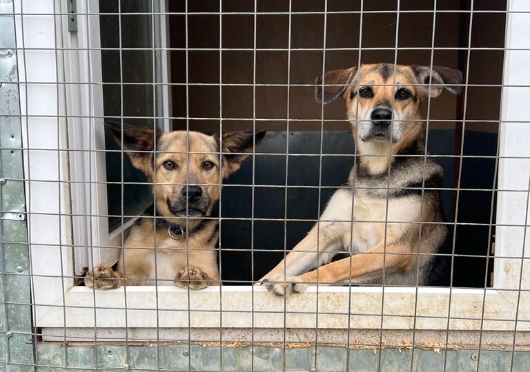 Мы не можем больше выживать... Нам предложили выпустить собак...