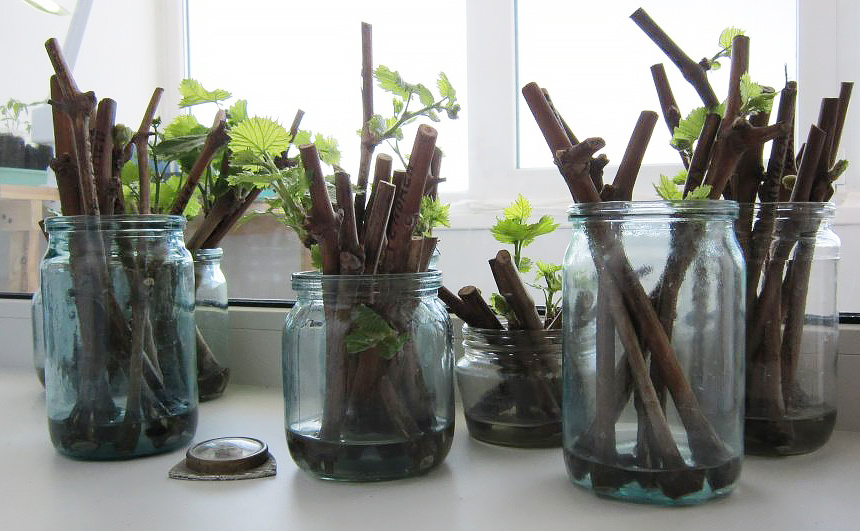 Зимнее черенкование: когда за окном метель, а у меня на подоконнике — новая жизнь 🌱