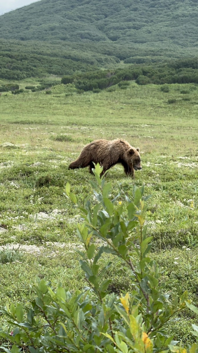 Наблюдение за медведями на Камчатке