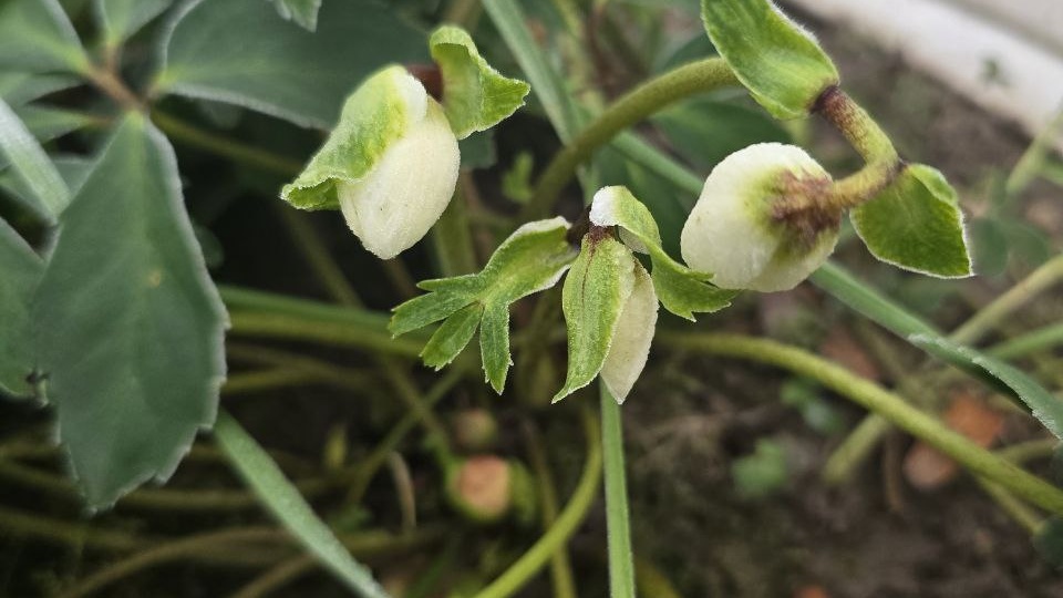 Зима подумала что она весна! От тепла выпустил бутоны морозник