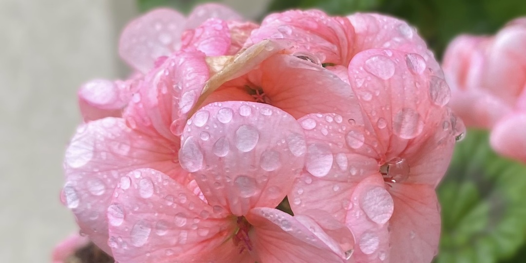 До Нового года один месяц