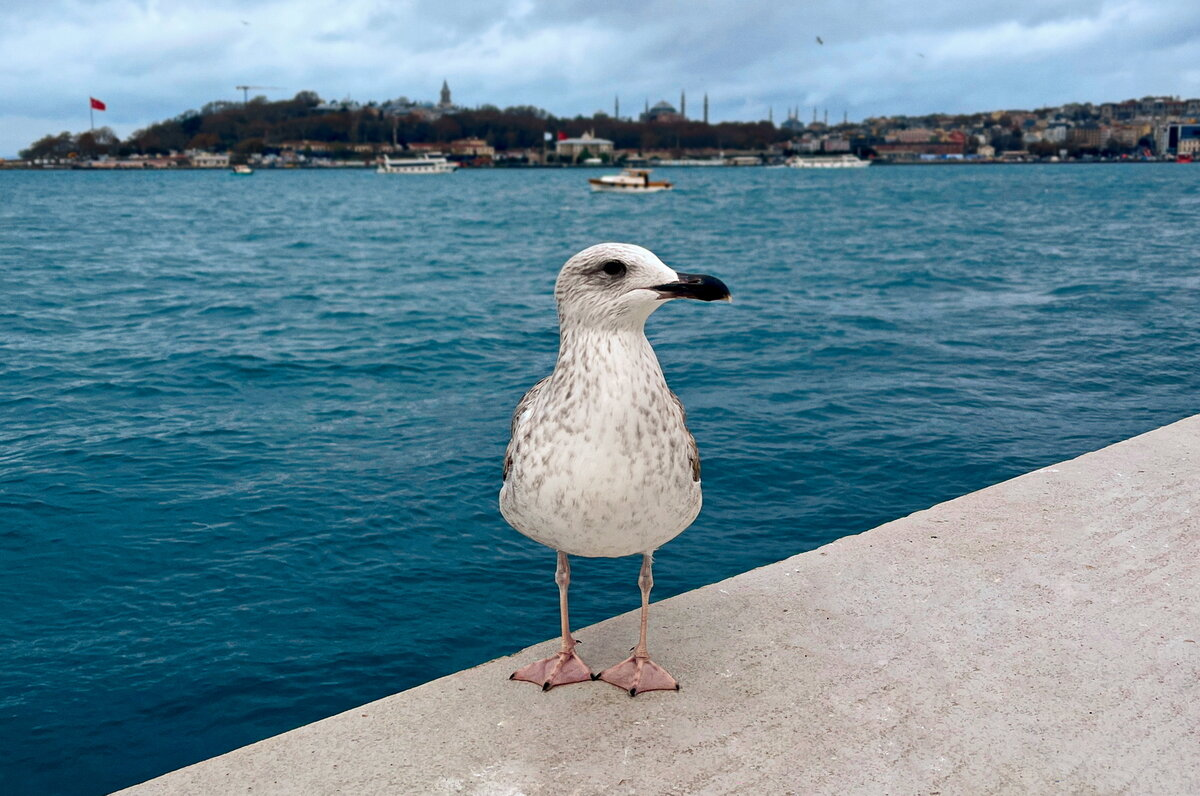 Достопримечательности Стамбула