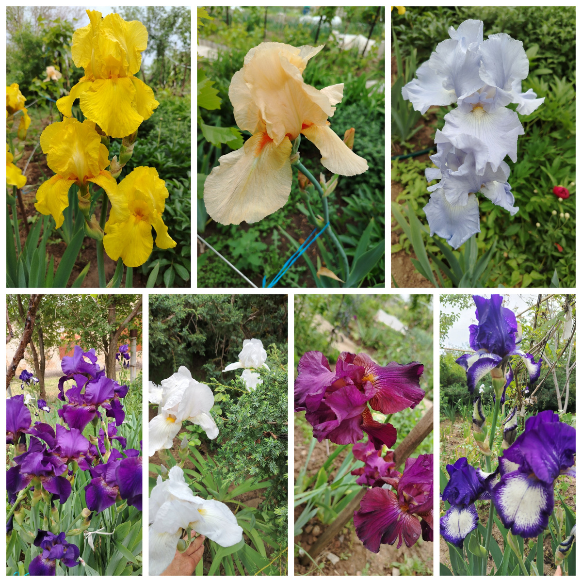 Такие прелестные расцветки имеют право на жизнь. А сколько еше разных сортов существует!? 