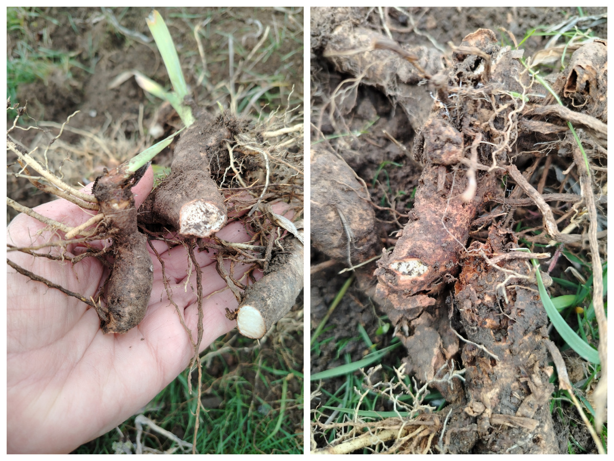 Старые корневища срезаем до живой ткани. Срезаем листья на треть длины. 