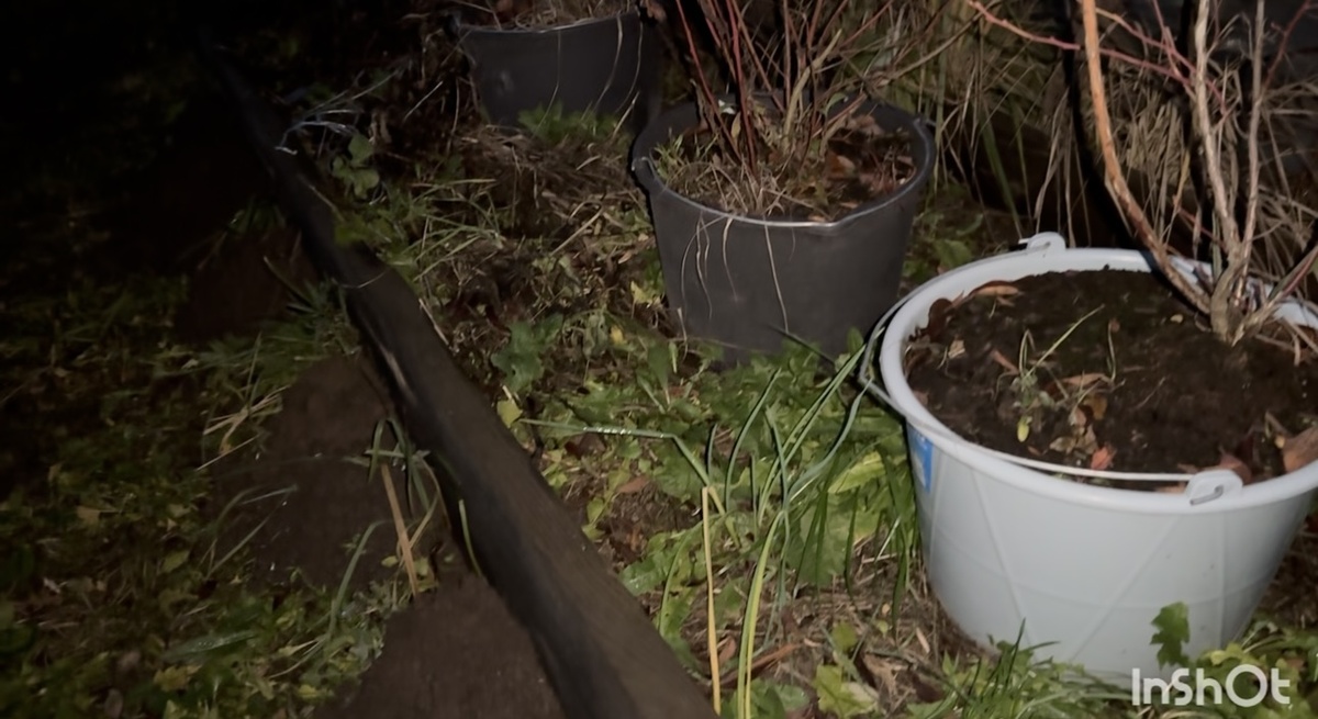 Фото грядки вечером 