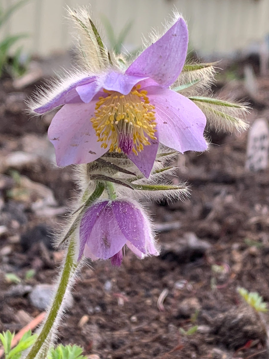 Прострел аянский
