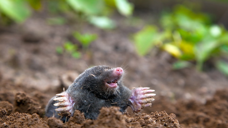 Так выглядел мой участок до использования пробок — сплошные холмики и провалы