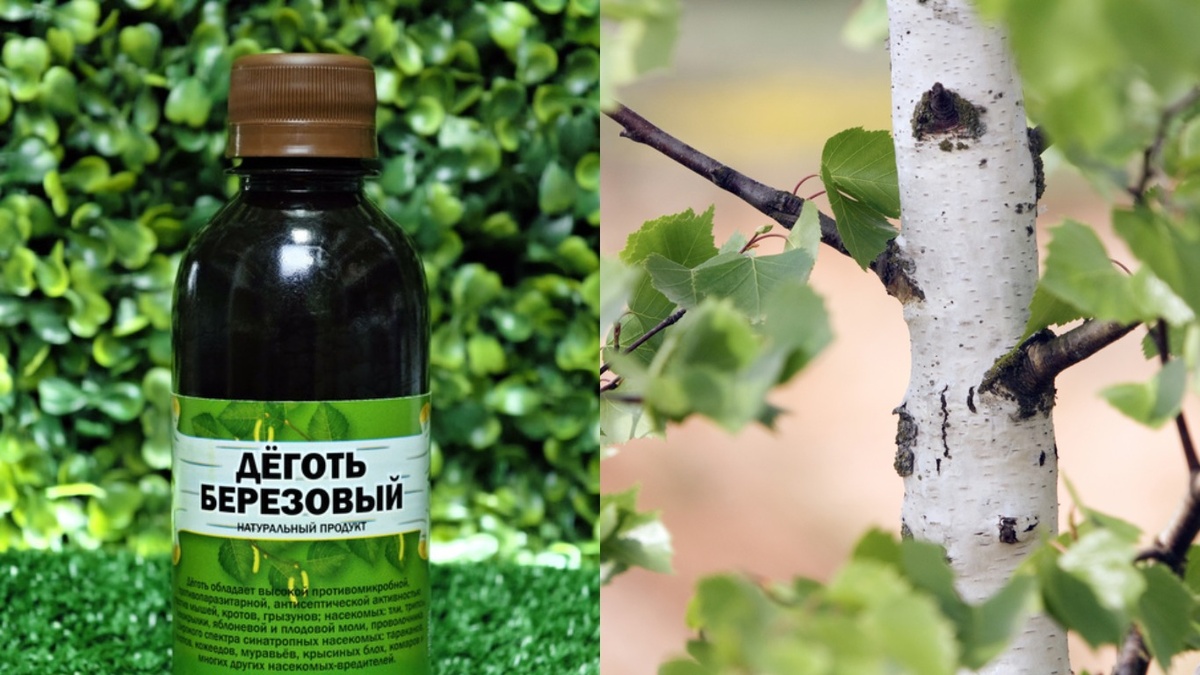 Березовый деготь