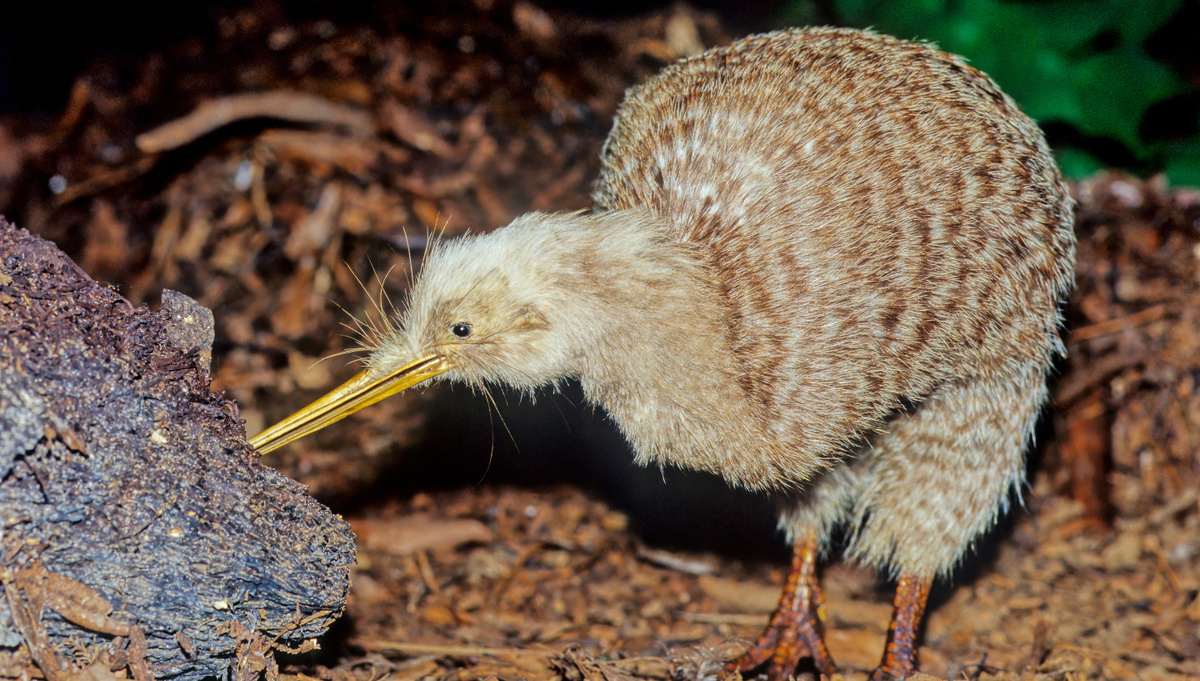     Фото: Roberto Dani/Shutterstock/FOTODOM Для коренного народа маори киви — священна