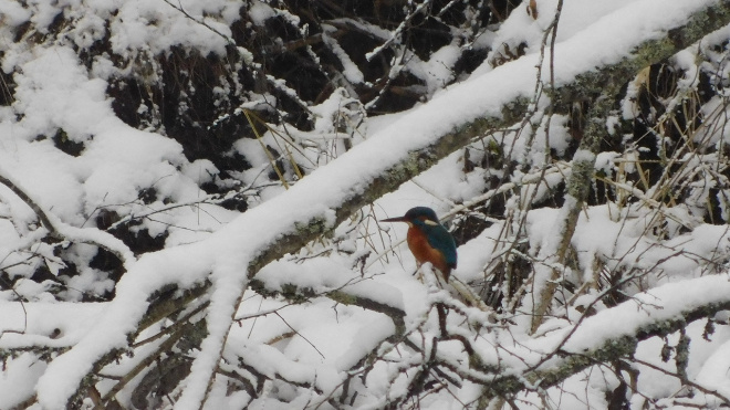 Фото: Александр Кожин/Нижне-Свирский заповедник
