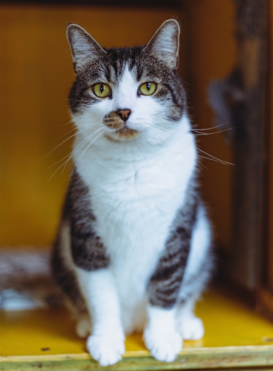    фото: © Первый Петрозаводский общественный приют