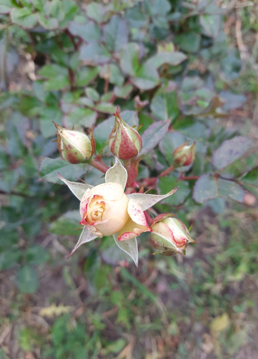 Розовая снежинка. Фото автора 