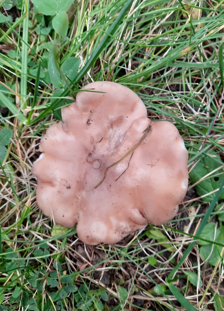 Синеножки продолжают расти. Фото автора 