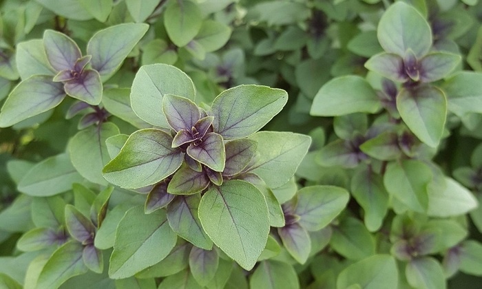    Названо растение, способное защитить мозг от старения