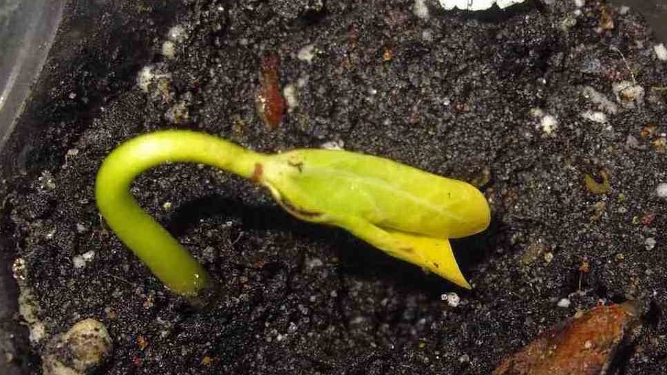 Так выглядели мои первые неудачи - высохшие растения в тесных емкостях