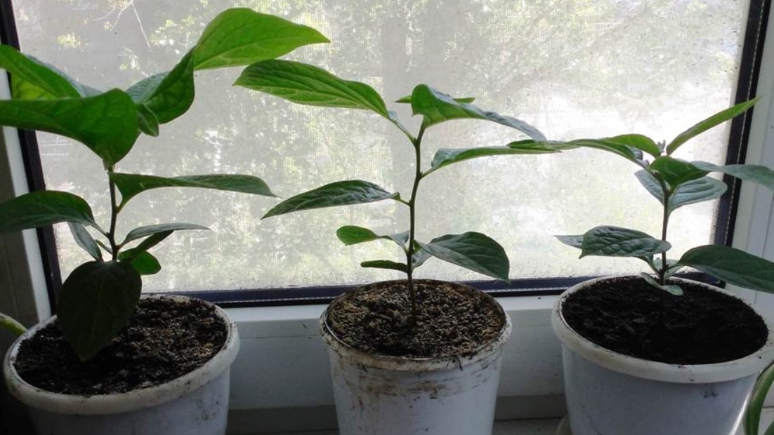 Хурма хорошо растет в просторной таре