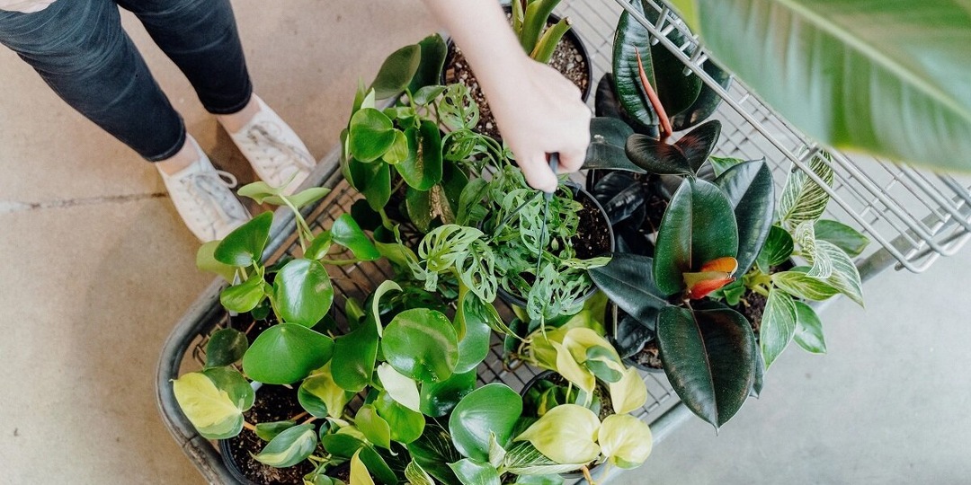 ЧТО НЕ ТАК С РАСТЕНИЯМИ ИЗ МАГАЗИНОВ И ПОЧЕМУ ОНИ ПОГИБАЮТ?