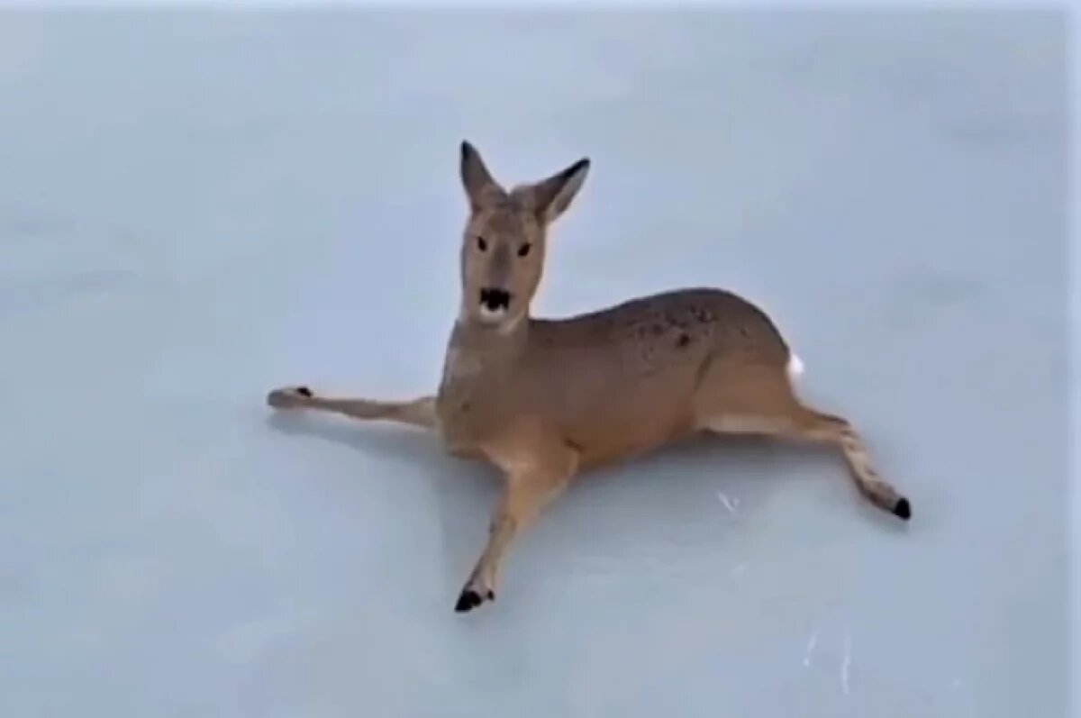    В Новосибирской области начался сезон миграции косуль