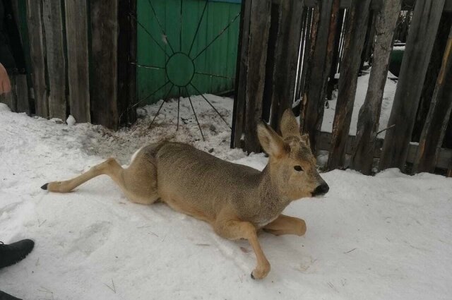    В период миграции косули часто застревают в заборах, забегая в населенные пункты. Фото: Центр ГО, ЧС и ПБ Новосибирской области