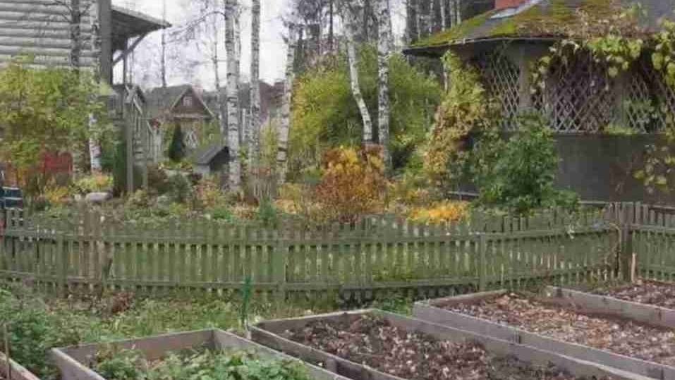 Осенью участок превращается в безжизненную пустыню