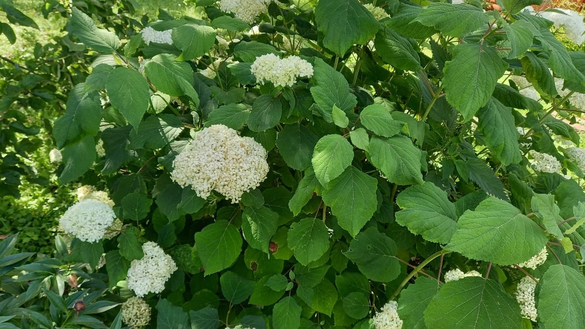 Правильный выбор сорта решает половину проблем с уходом