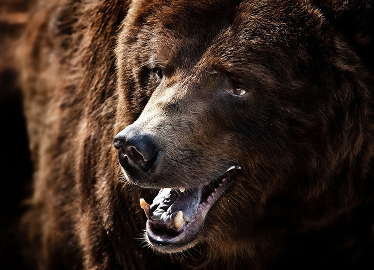 Под Архангельском злой шатун порвал собаку и напал на охотника в избе