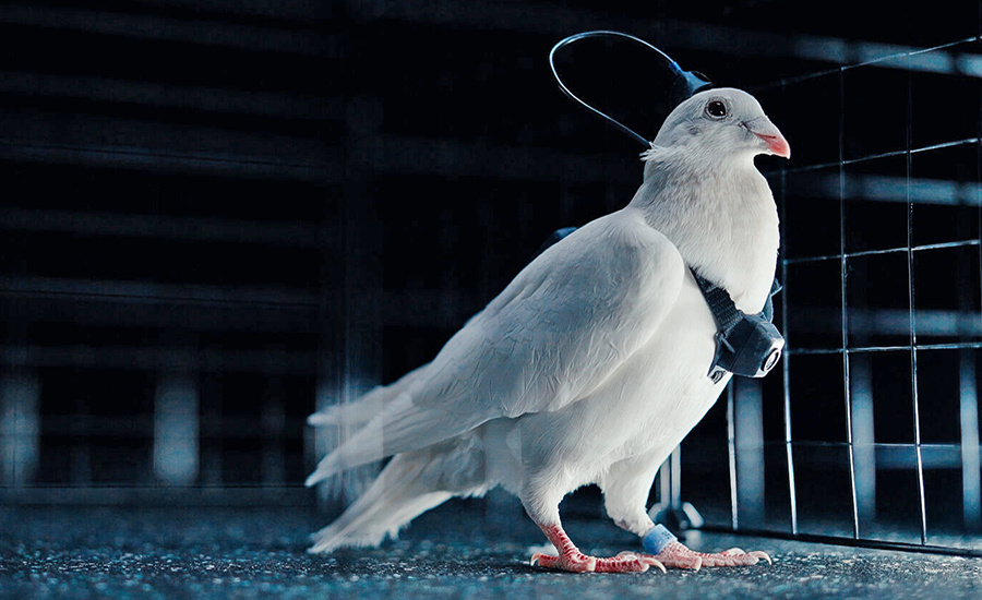    © Группа компаний Neiry