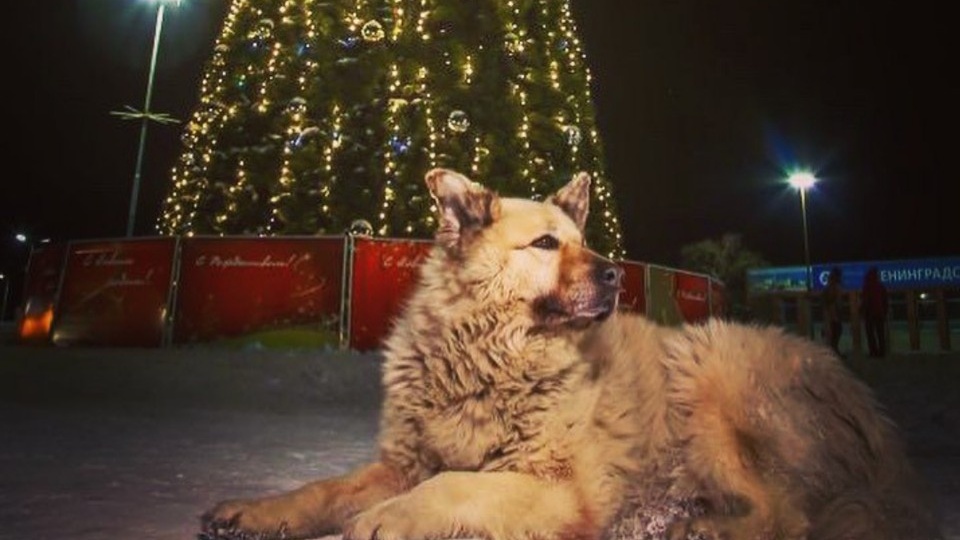 «Лег у дороги и уснул»: Умер известный бездомный пес Кефир, обладатель титула «Лучшая собака года-2019»