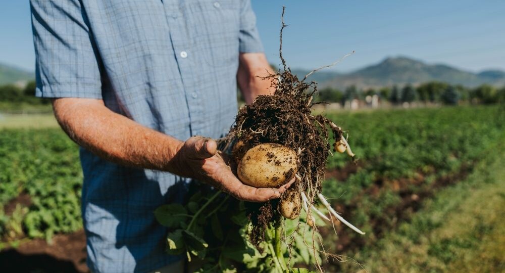 Как остановить нашествие нематод на картофеле: выбираем устойчивые сорта