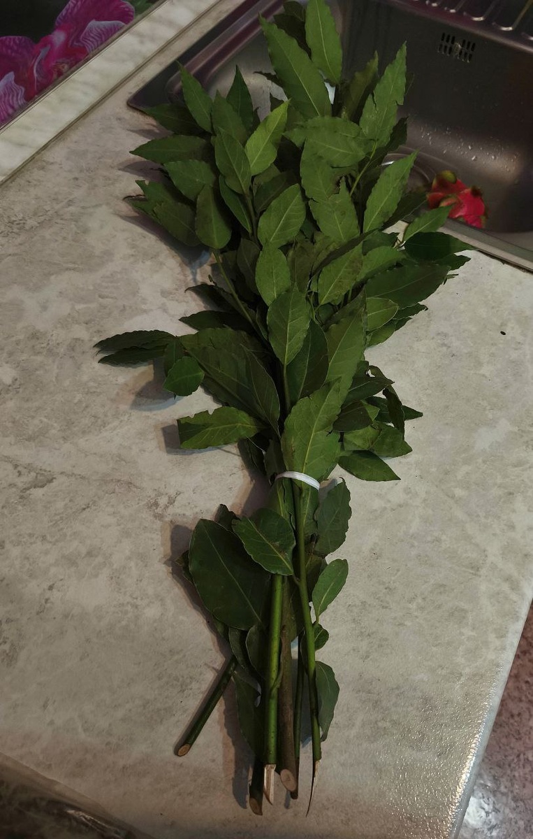 На юге, почти на всех рынках продаются вот такие "веники" из лавровых веток - недорого, около 150 рублей.  Подсушить листоки - и получить много-много "лаврушки", за недорого. 