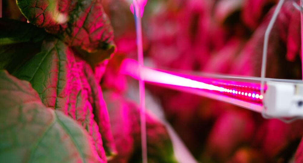 LED-светильники в теплице: подбор спектра и реальная экономия