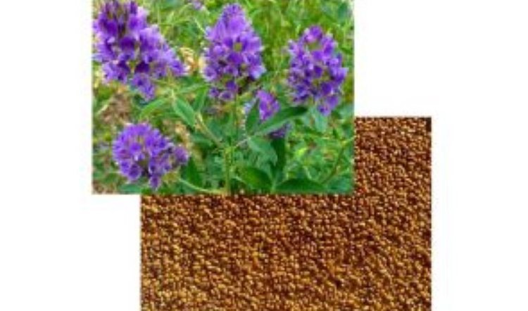    Фото: Россельхознадзор по Кировской области, Удмуртской Республике и Пермскому краю