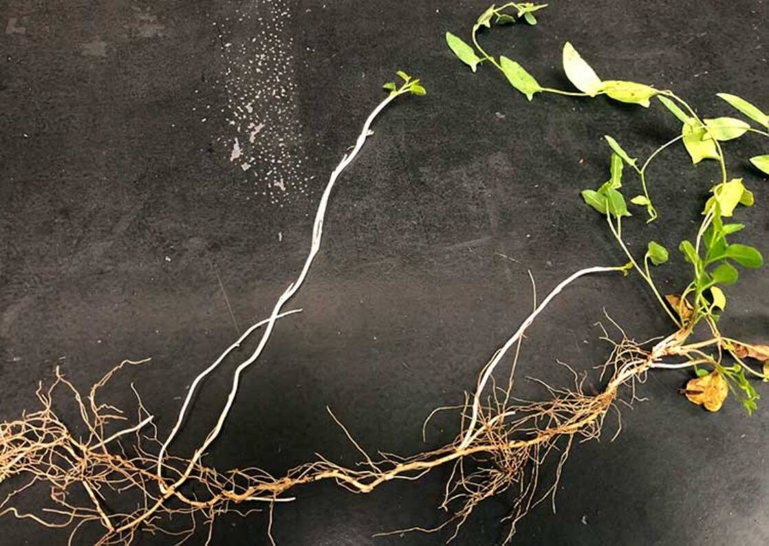 корни вьюнка