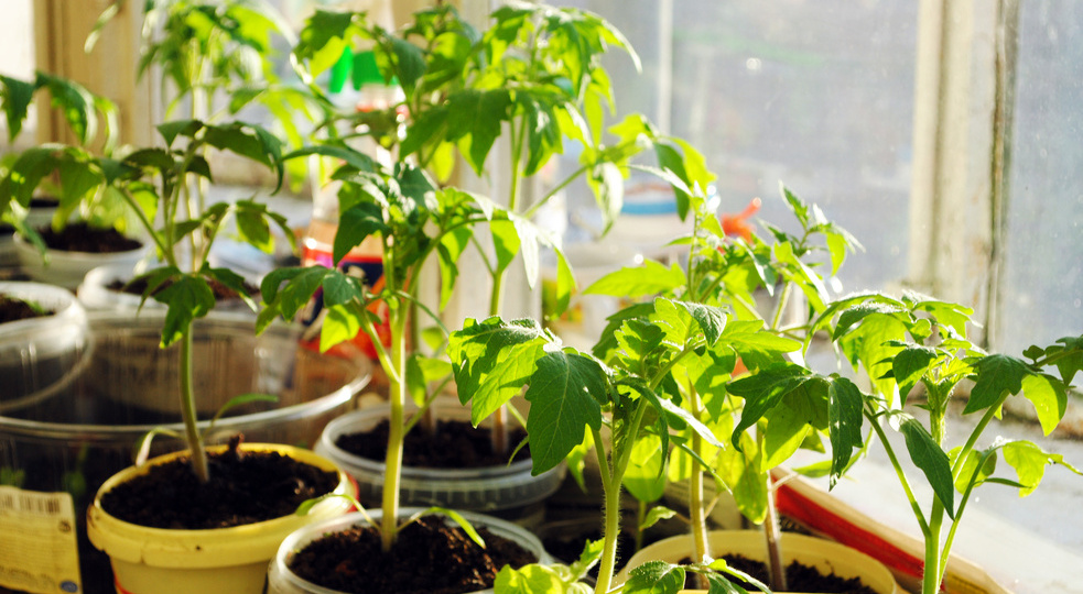 Получаю крепкую рассаду томатов без вытягивания. Стебель толстый как карандаш