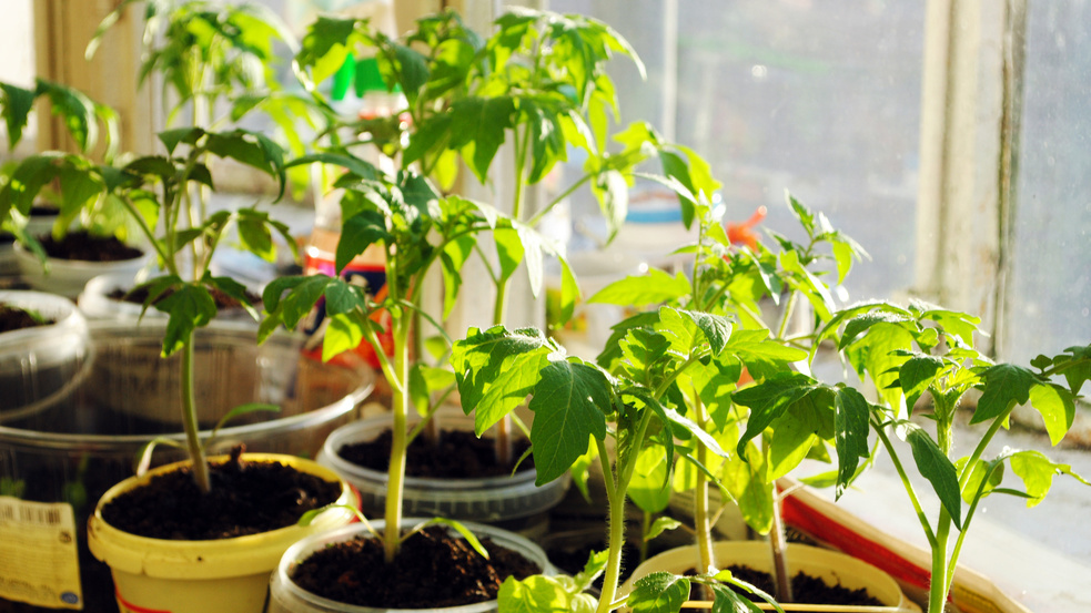 Моя рассада после применения правильной технологии