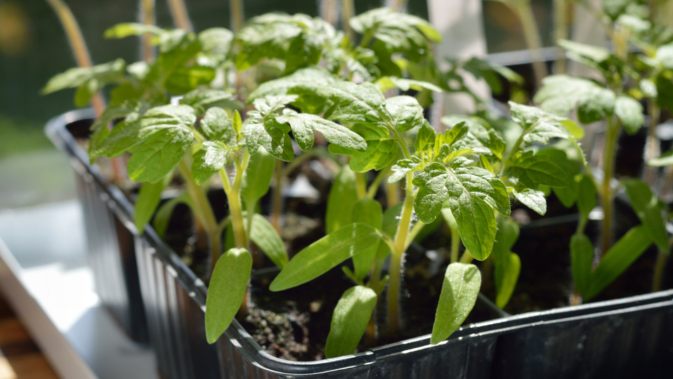 Толщина стебля 3 мм в месячном возрасте - результат правильной технологии