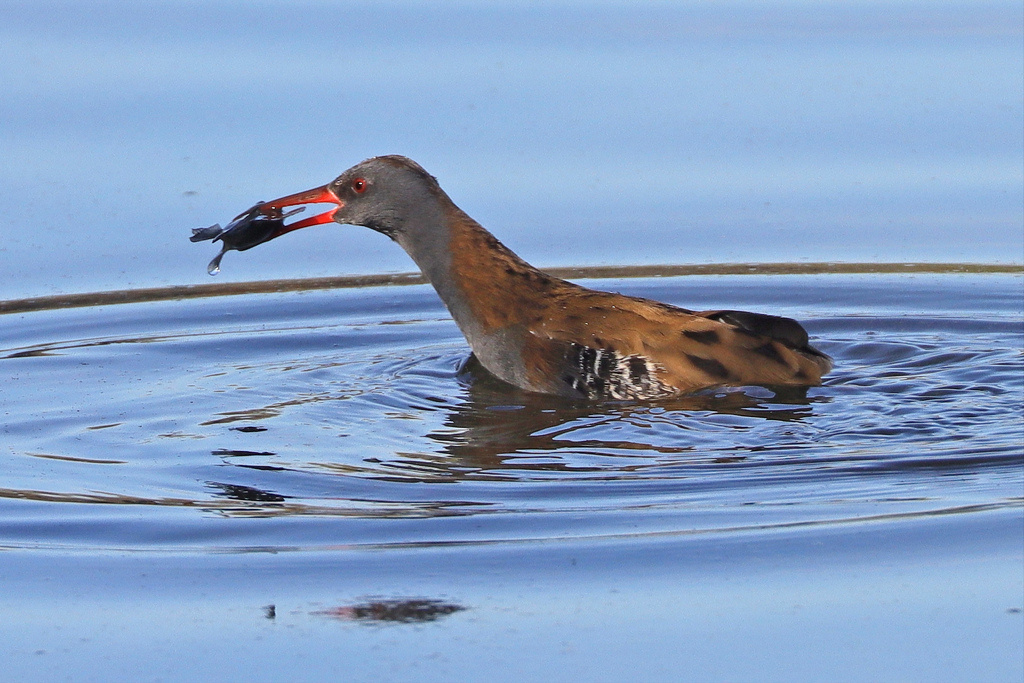 Германия, фото frankielee91
