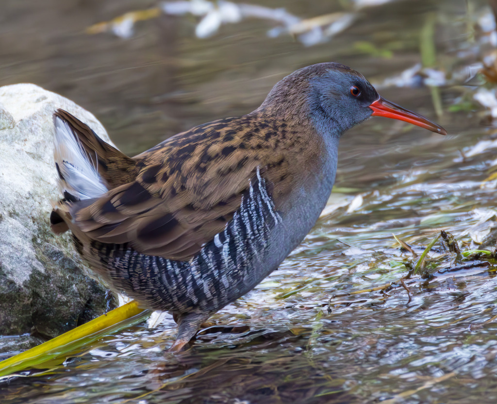 Водяной пастушок, Германия, фото robertkampf