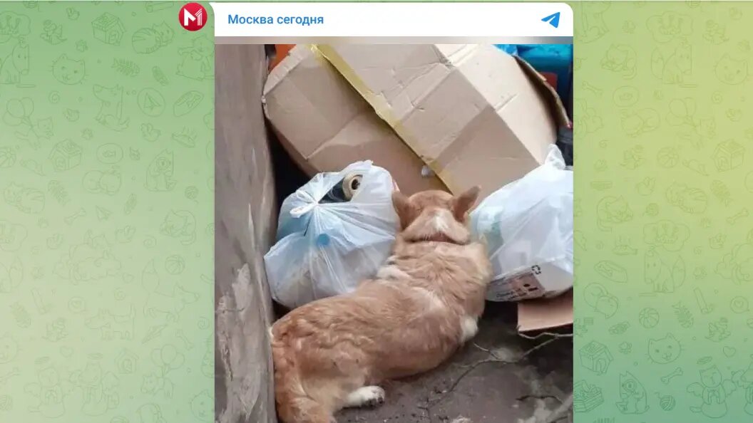    Telegram-канал "Москва сегодня"