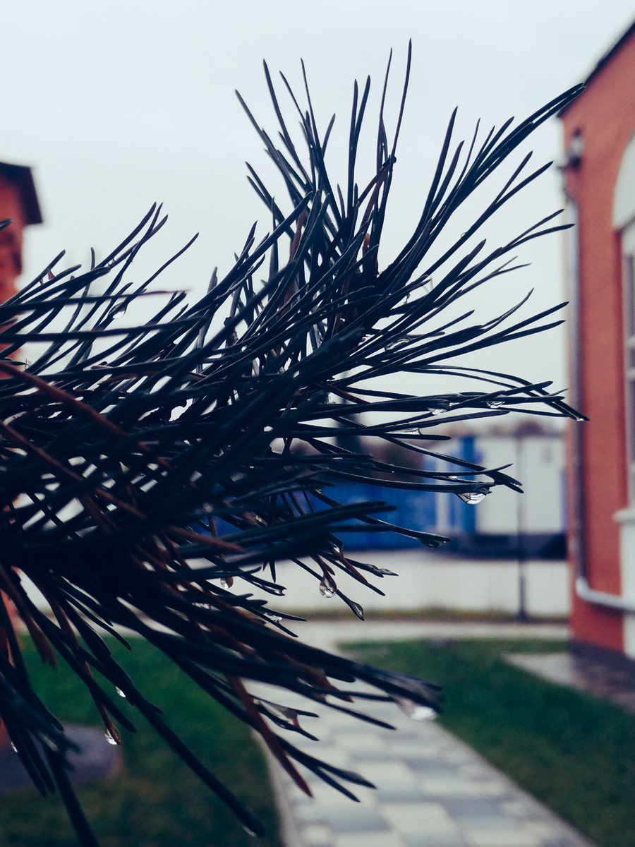 Представим, что на иголках снег...