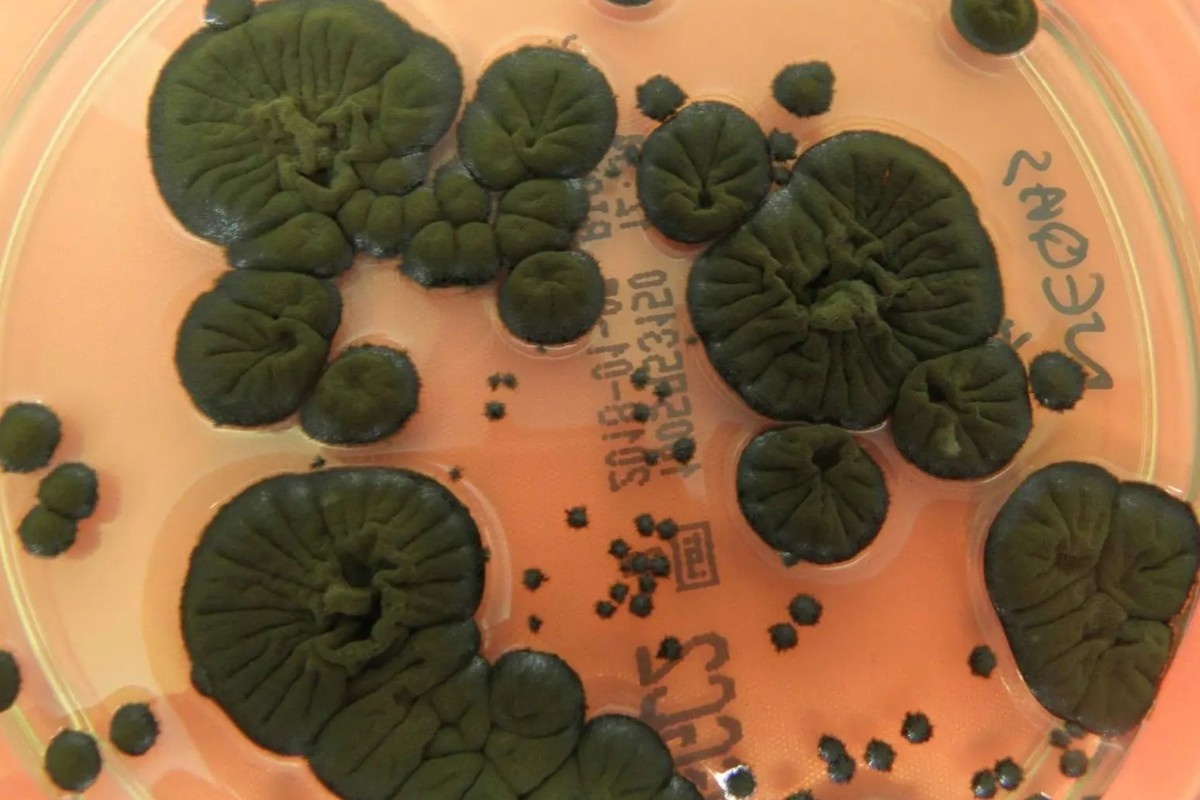    Фото: Руи Томе/Атлас микологии