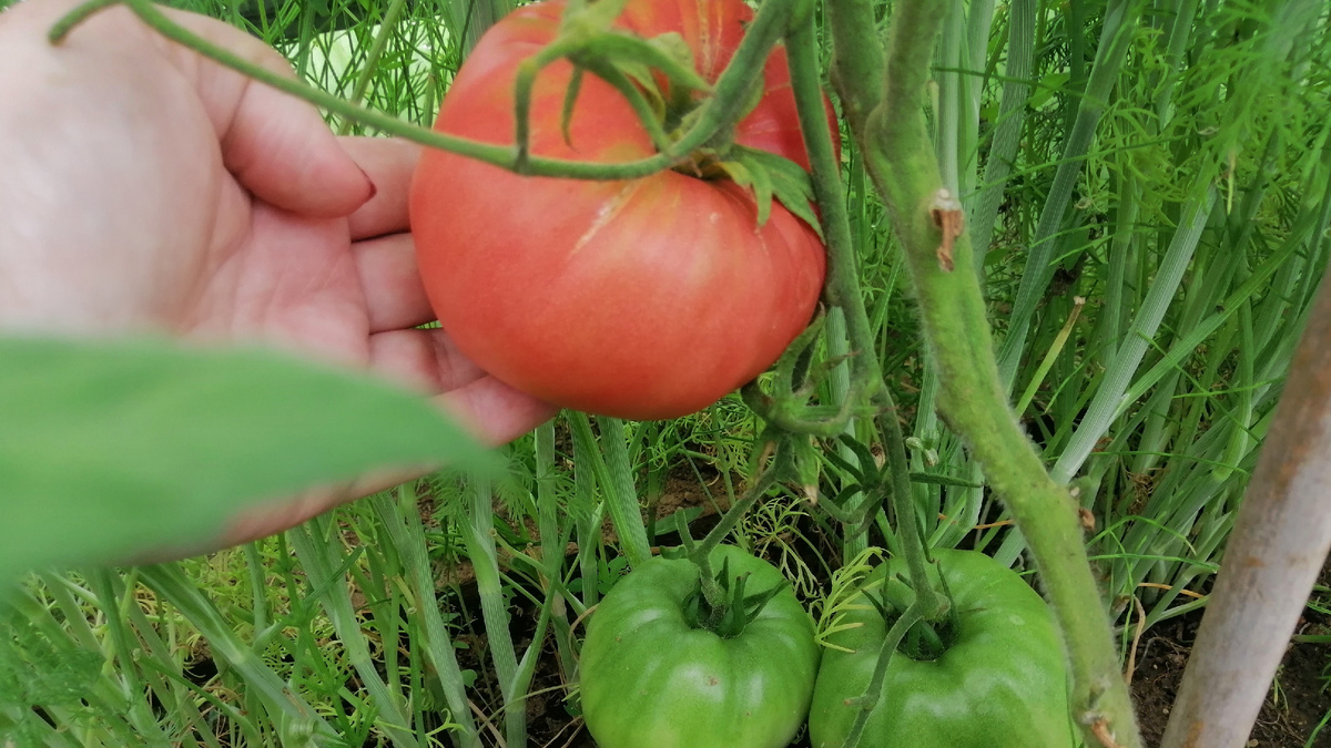 С десяти кустов снимал килограммов 20, не больше